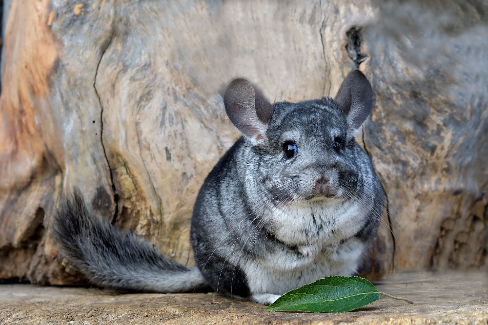 Chinchilla Legal Exotic Animals in Hawaii