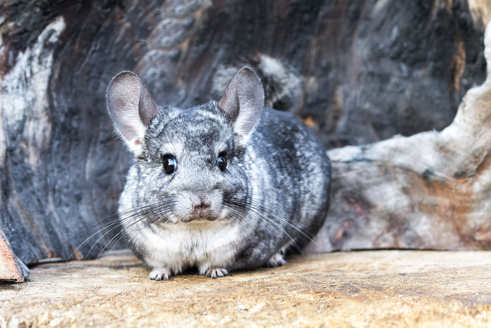 Chinchillas