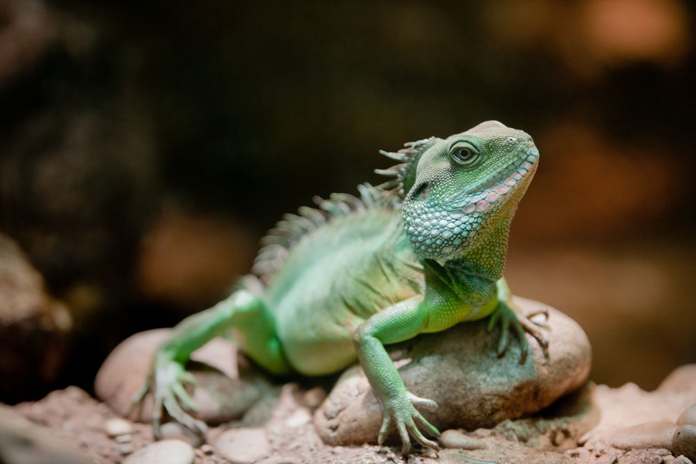 Chinese Water Dragon