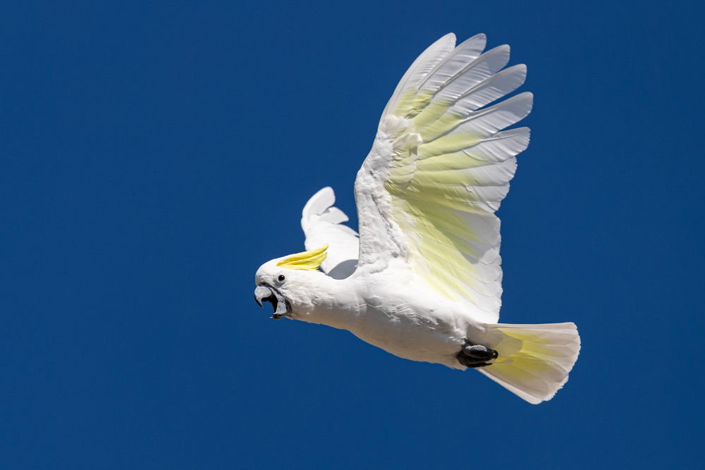 Cockatoos