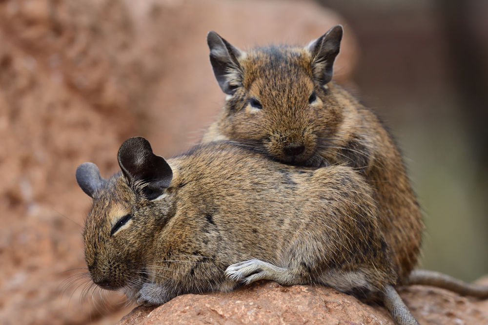 Degu Legal Exotic Animals in Massachusetts