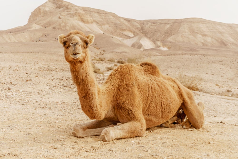 Dromedary camel Legal Exotic Animals in Massachusetts