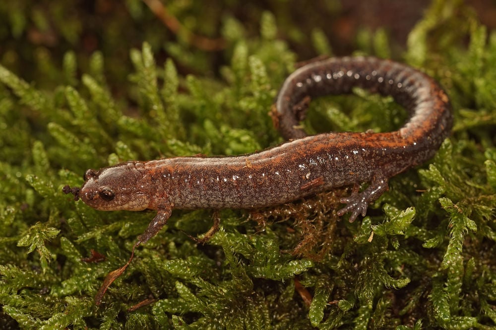 Eastern red-backed salamander Legal Exotic Animals in Massachusetts