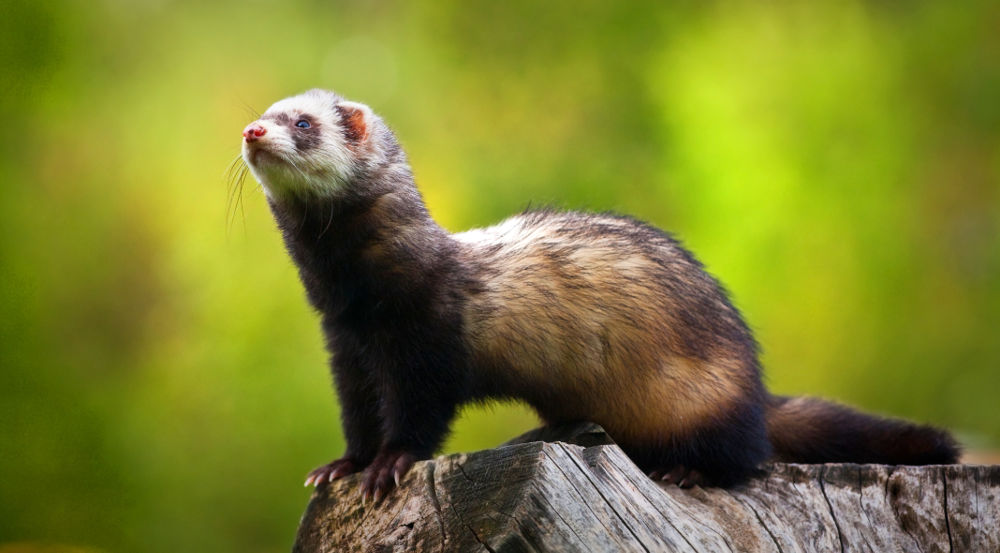 Ferrets Legal Exotic Animals in Massachusetts