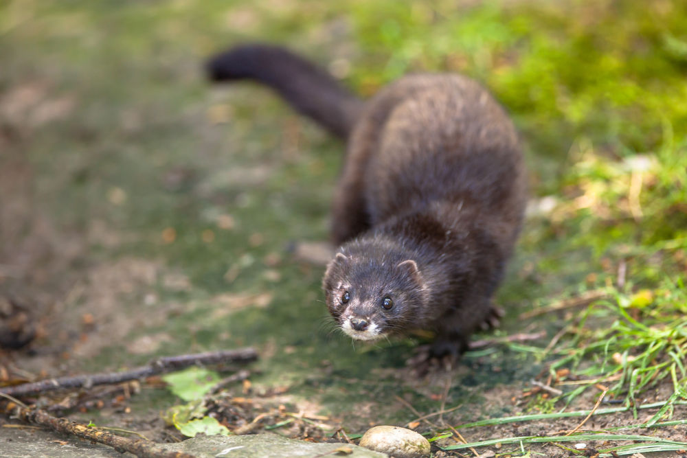 European ferrets