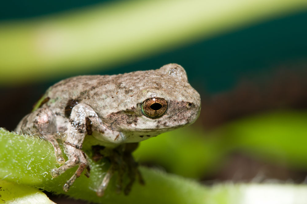 Gray tree frog Legal Exotic Animals in Massachusetts