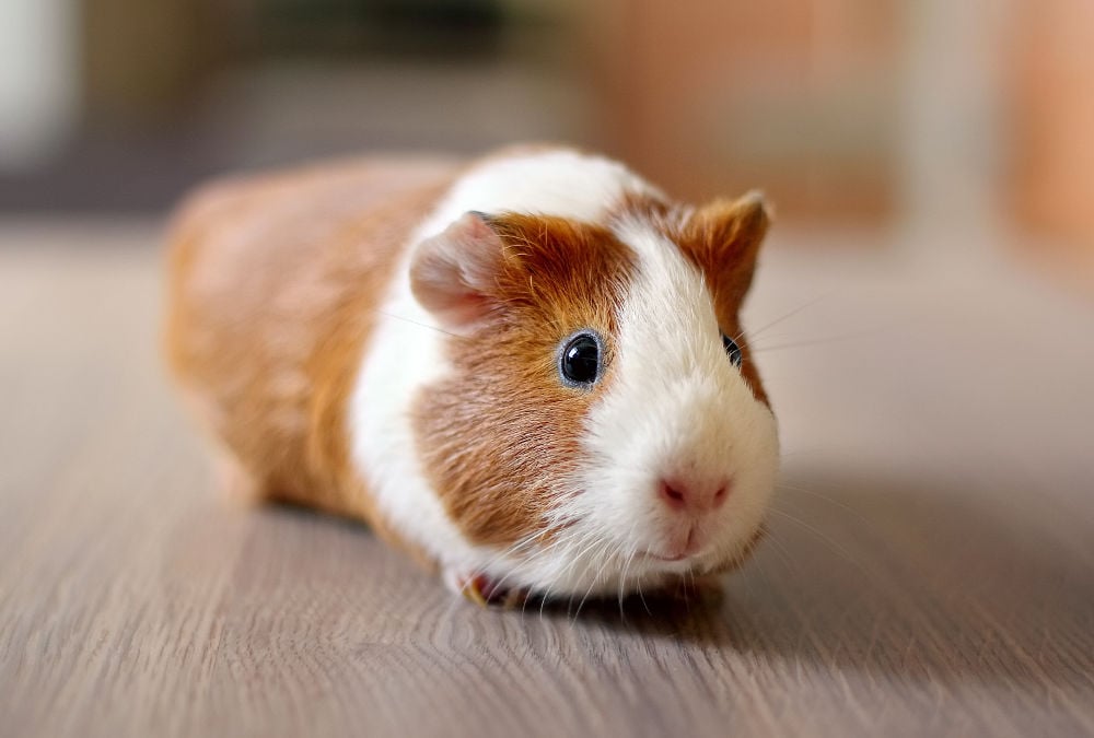 Guinea Pigs Legal Exotic Animals in Hawaii