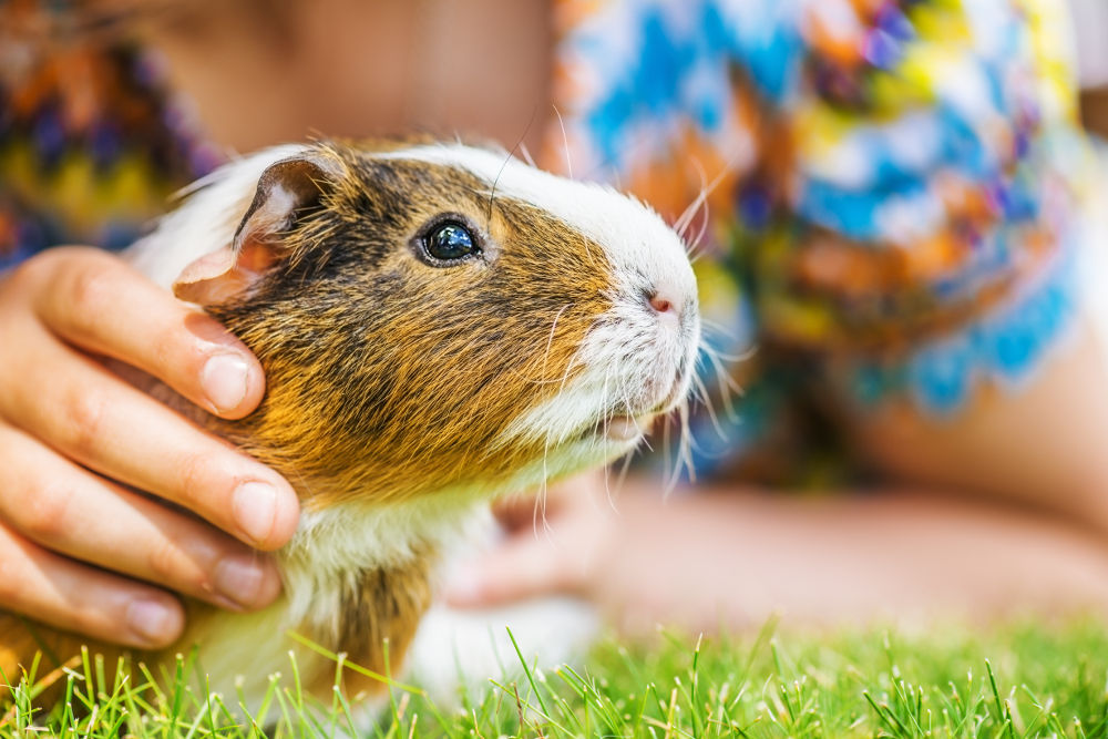 Guinea pigs