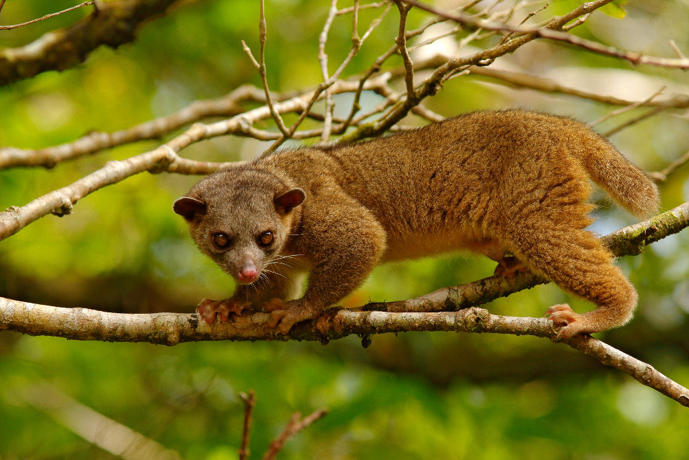 Kinkajous Legal Exotic Animals in Florida