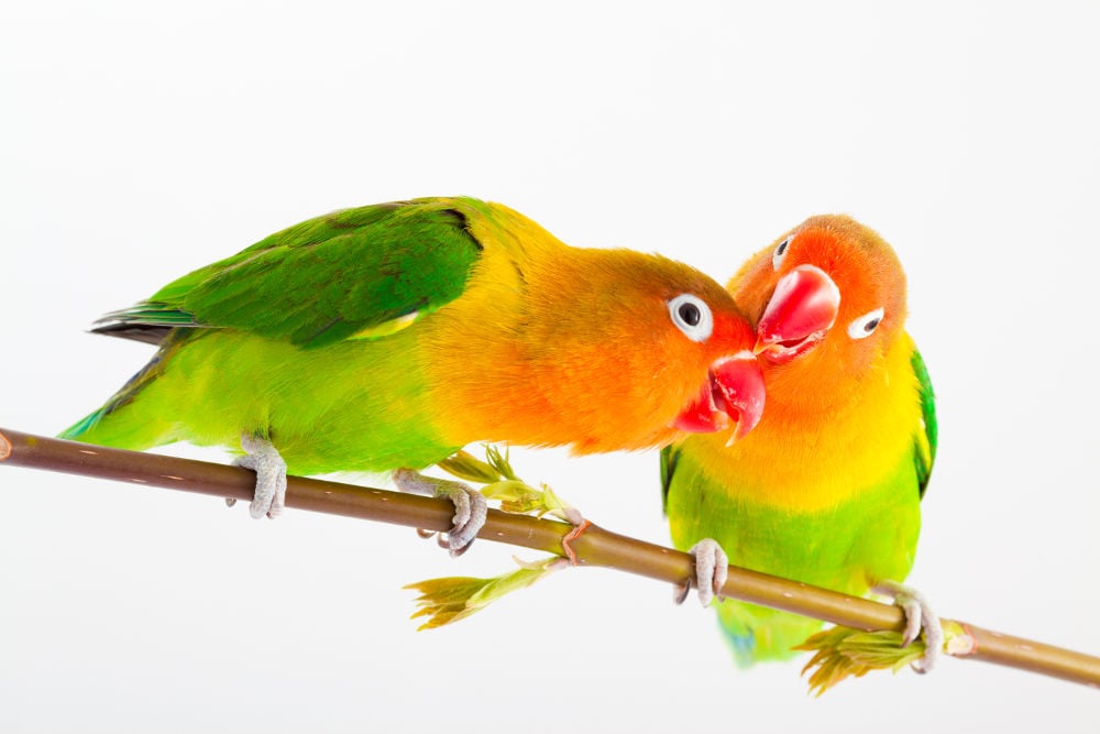Lovebirds Legal Exotic Animals in Hawaii