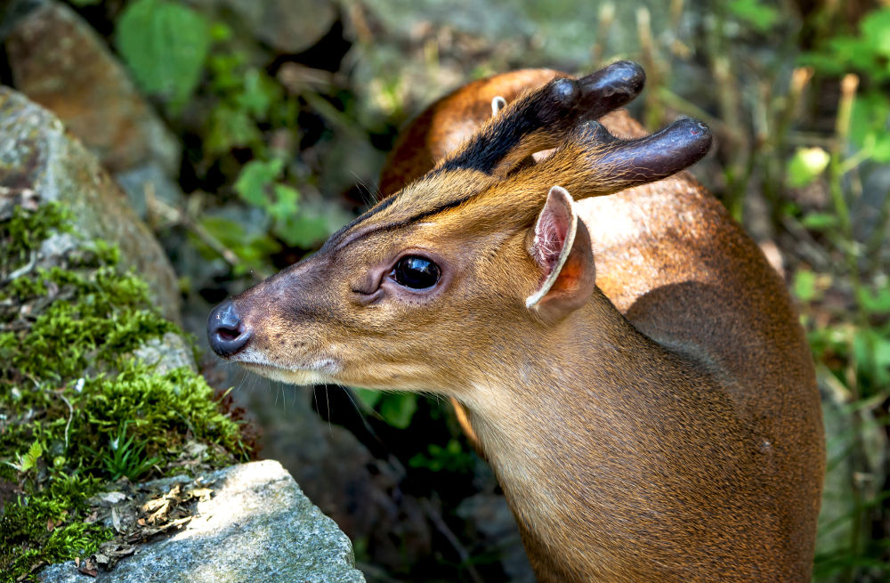 Muntjac deer Legal Exotic Animals in Florida