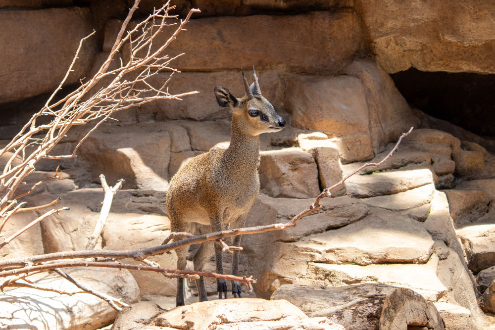 Omaha's Henry Doorly Zoo and Aquarium