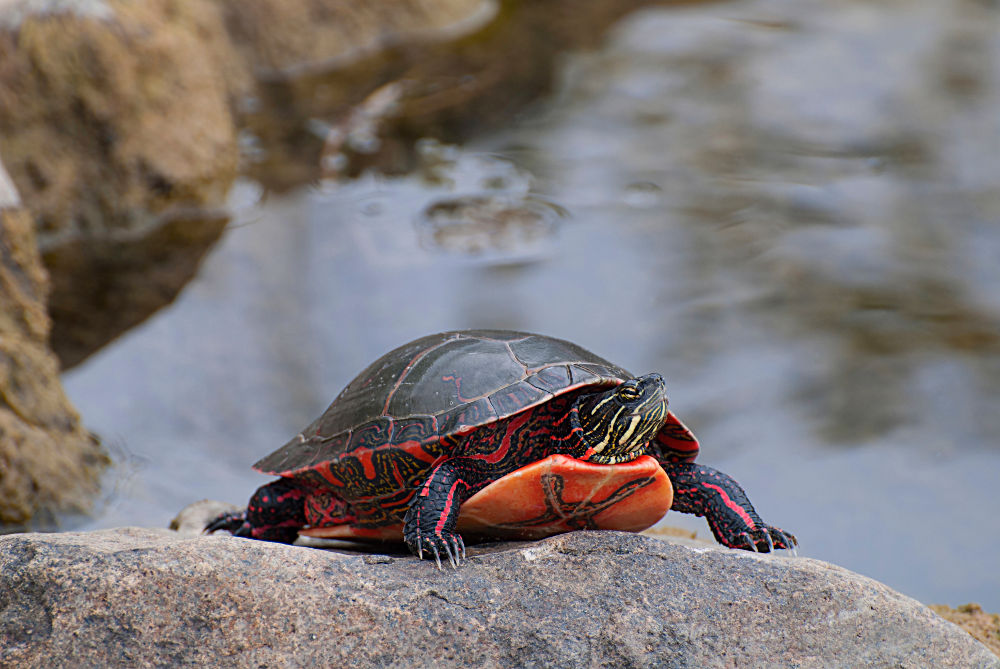 Painted turtle Legal Exotic Animals in Massachusetts