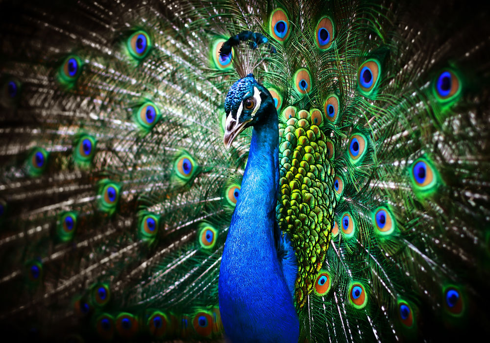 Peafowl Legal Exotic Animals in Hawaii