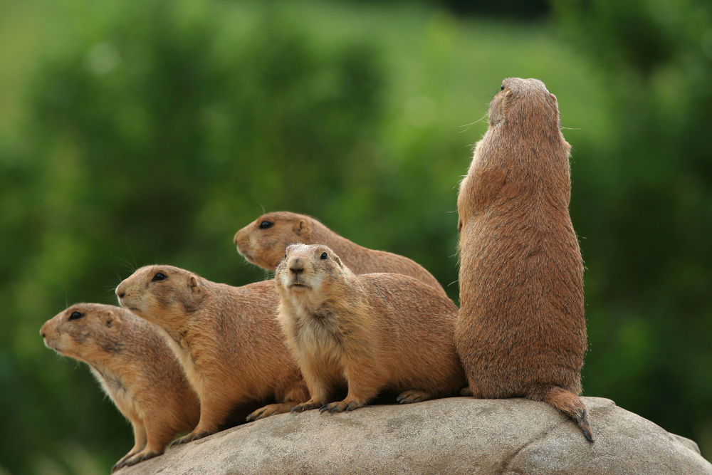 Prairie dogs Legal Exotic Animals in Florida