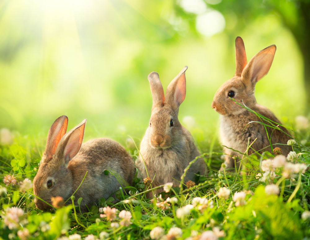 Rabbits Legal Exotic Animals in Hawaii