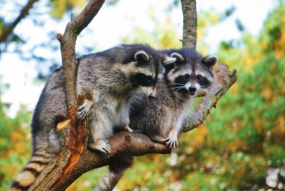 Raccoons