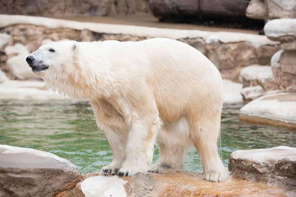 Saint Louis Zoological Park