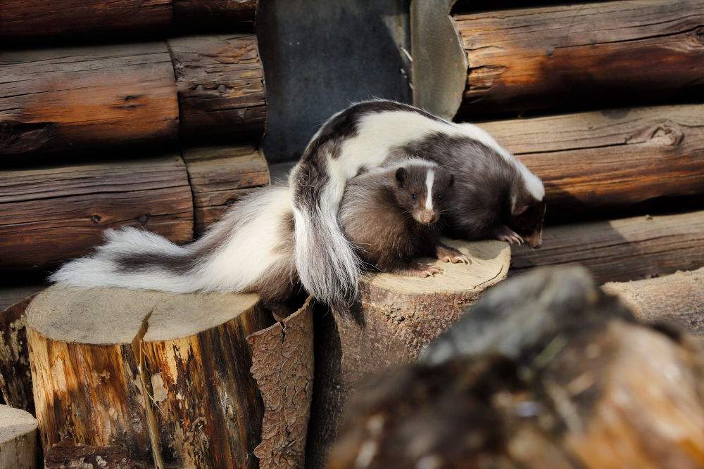 Skunks