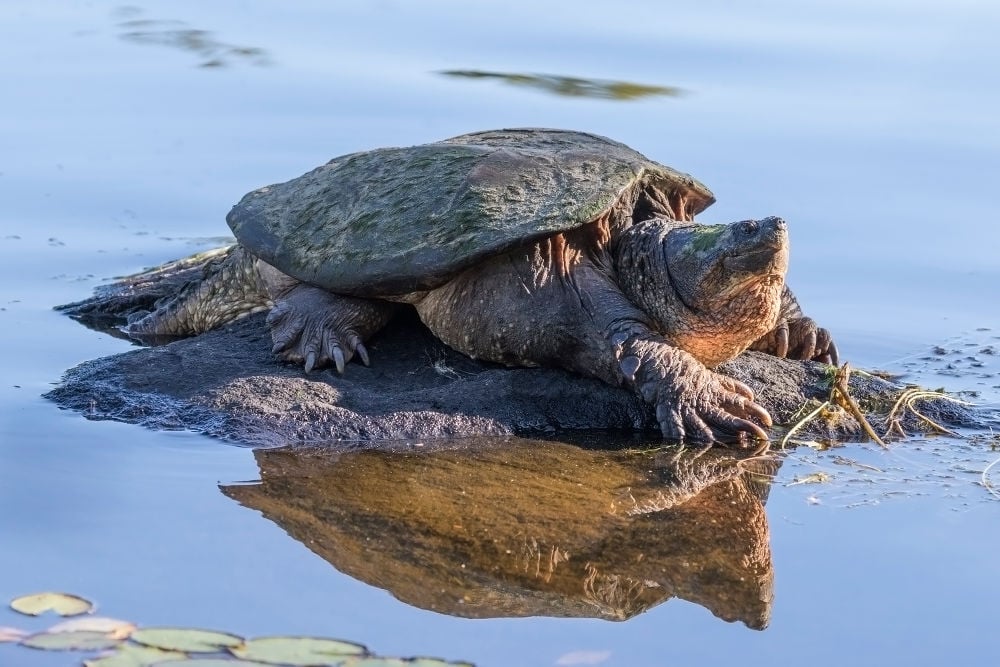 Snapping turtle Legal Exotic Animals in Massachusetts