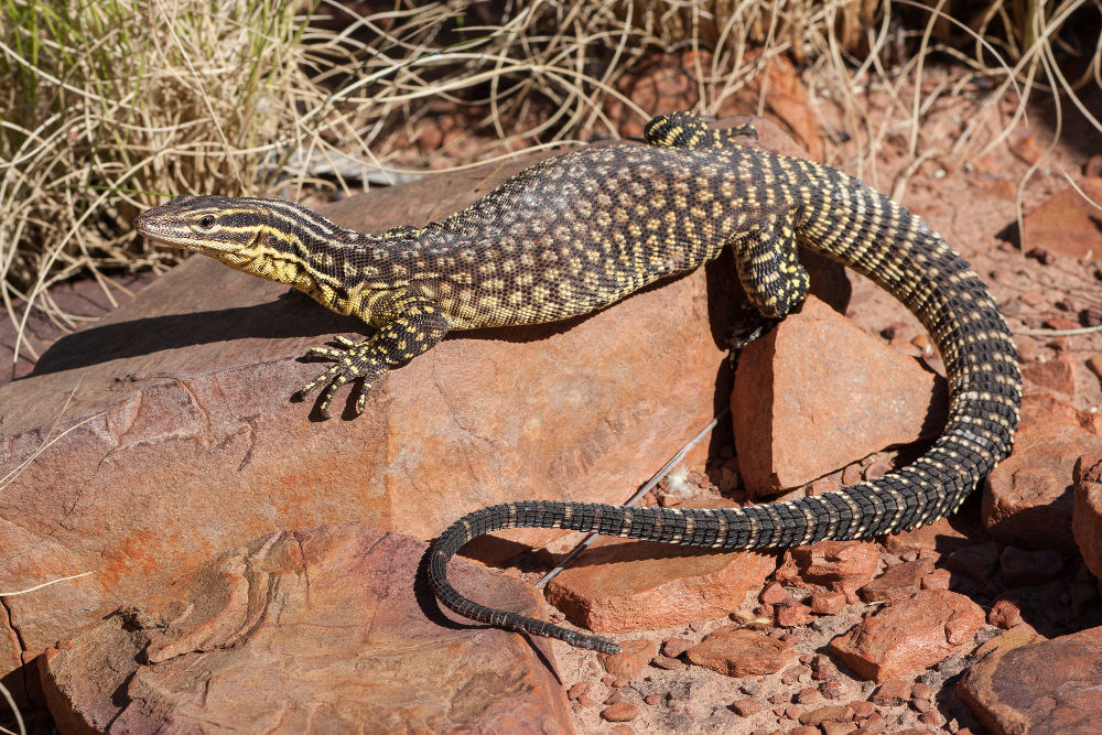 Spiny-tailed Legal Exotic Animals in Massachusetts