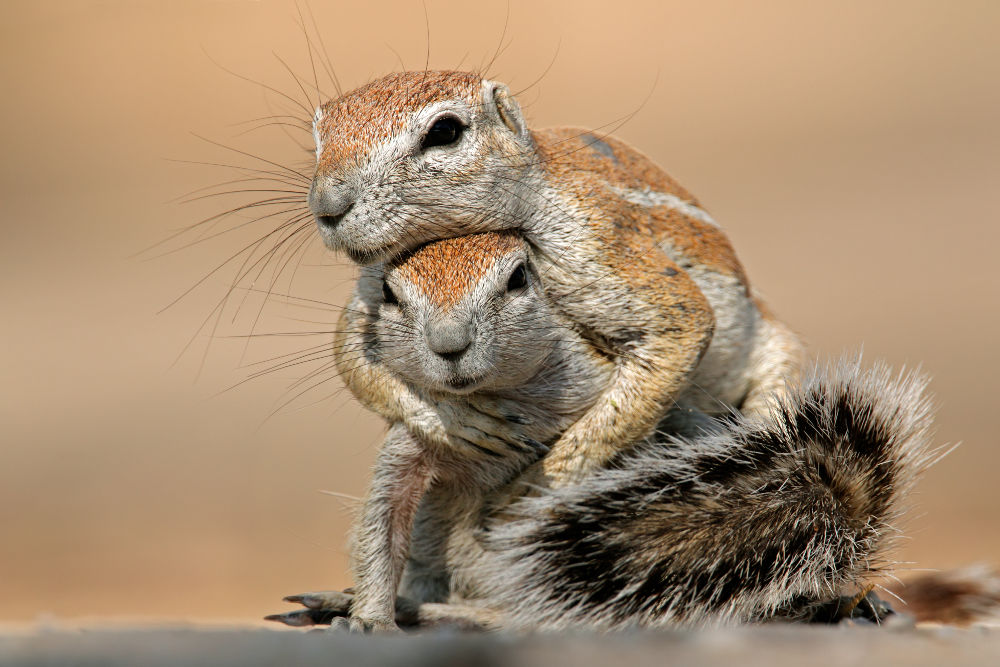 Squirrels Legal Exotic Animals in Florida