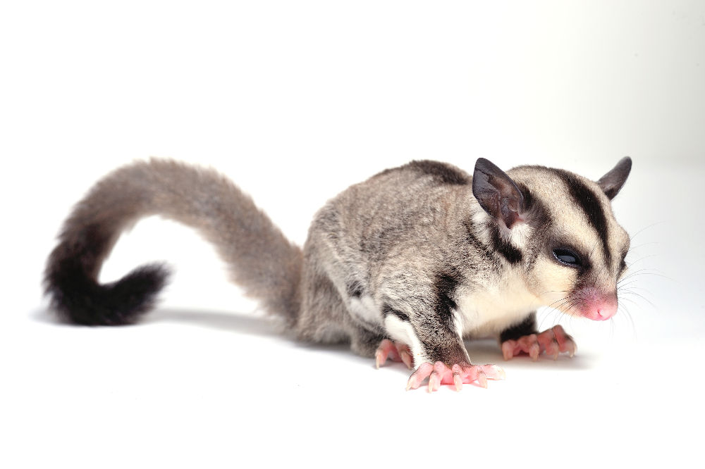 Sugar Glider Legal Exotic Animals in Florida