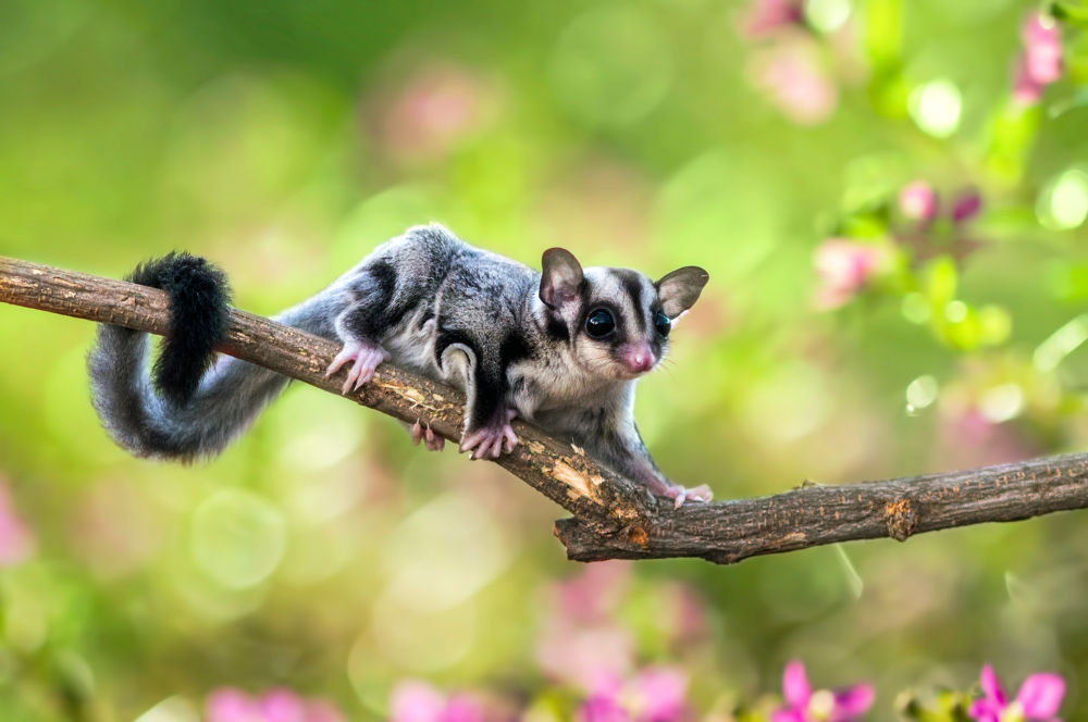 Sugar Glider