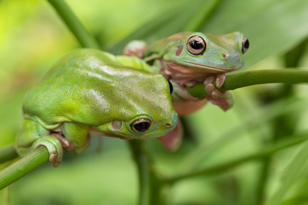 Tree frogs Legal Exotic Animals in Hawaii