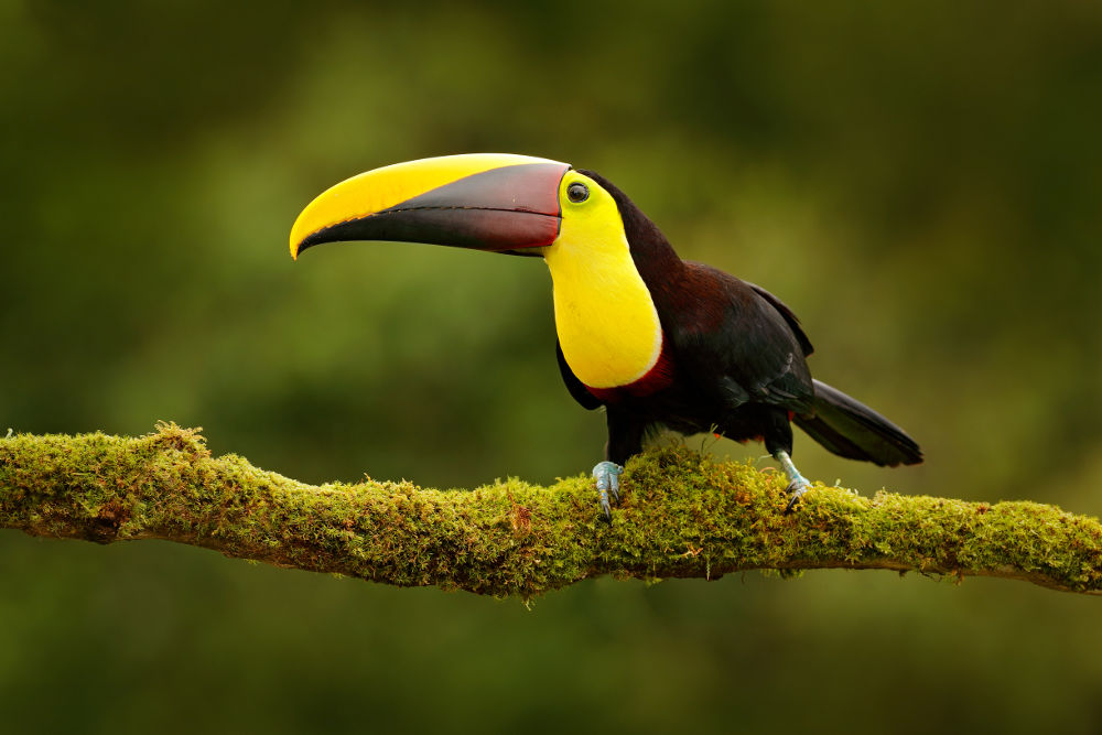 Toucan