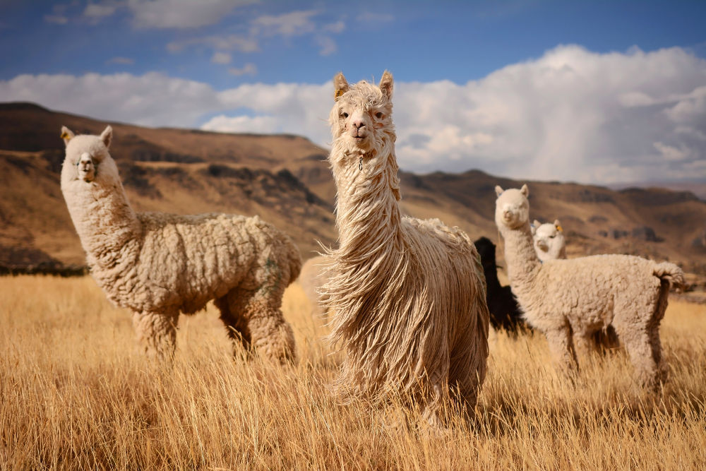 Alpaca