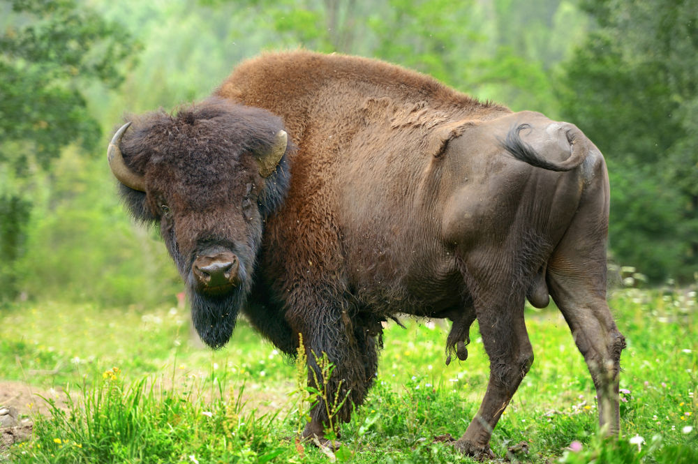 American Bison