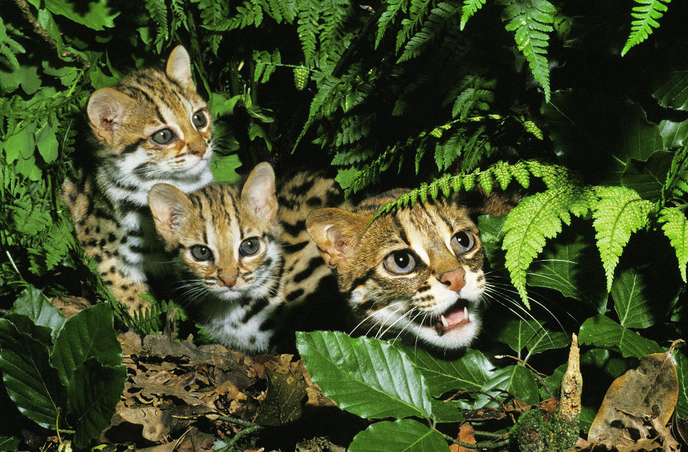 Asian Leopard Cat Asian Leopard Cat