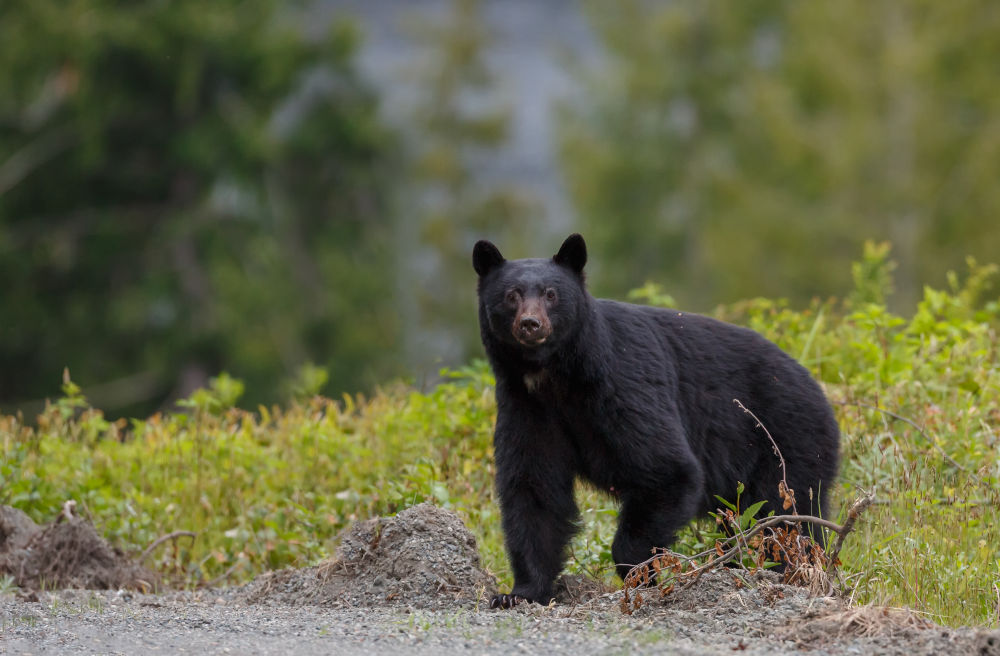 The black bear