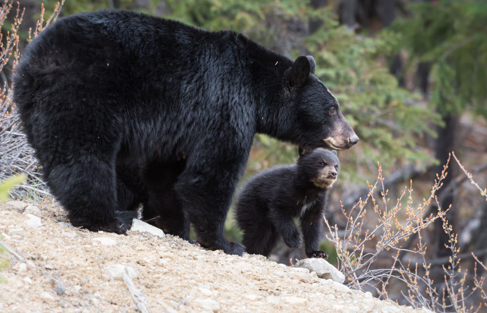 Black Bears