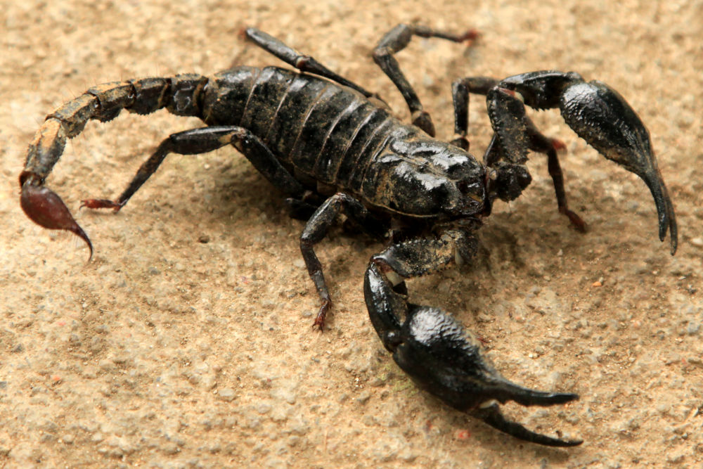 Black Scorpion