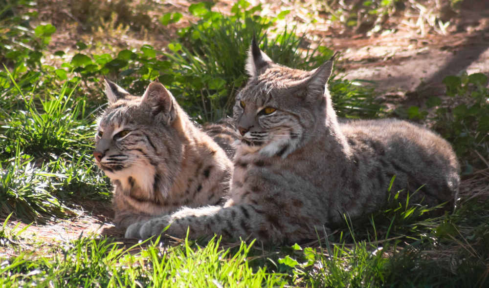 Bobcats