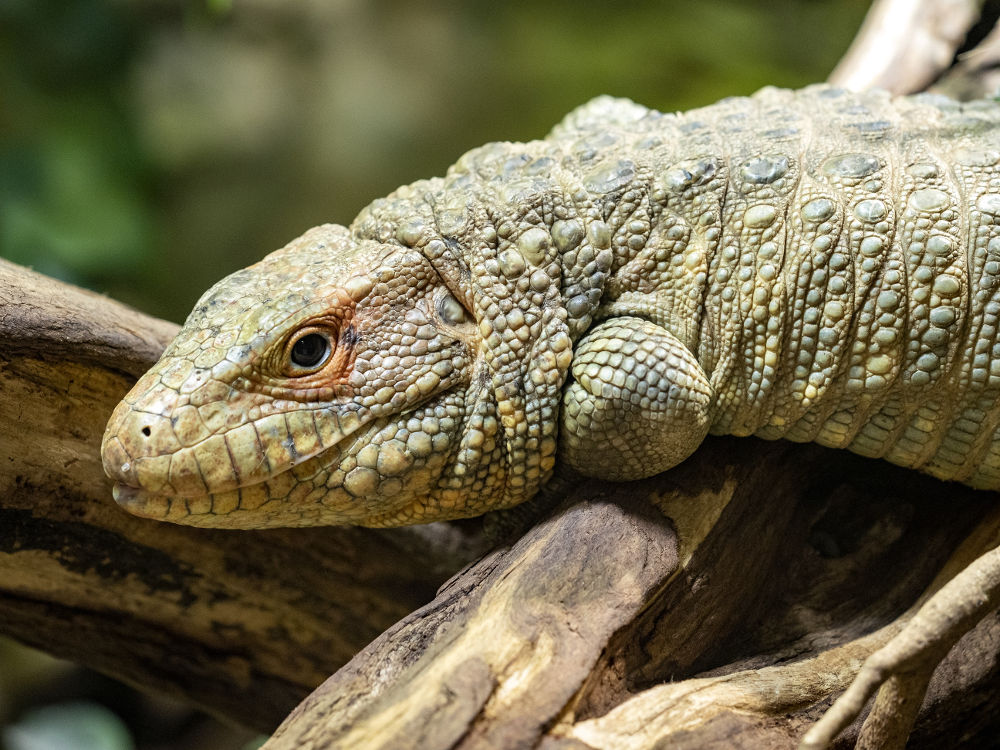 Caiman lizard