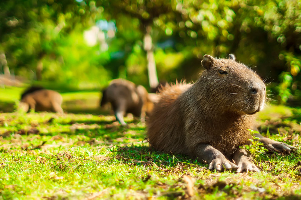 Capybara Legal Exotic Animals in Washington