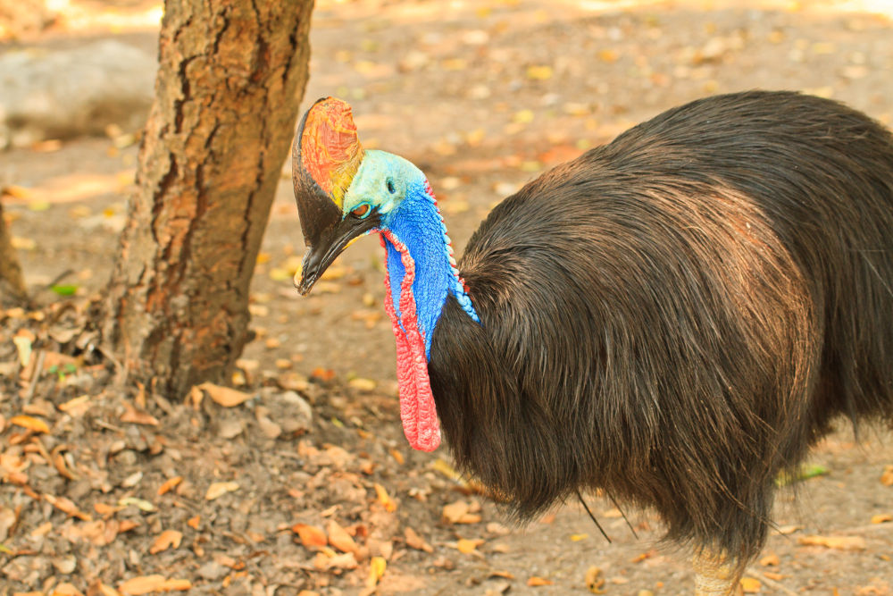 Cassowary Legal Exotic Animals in Oregon