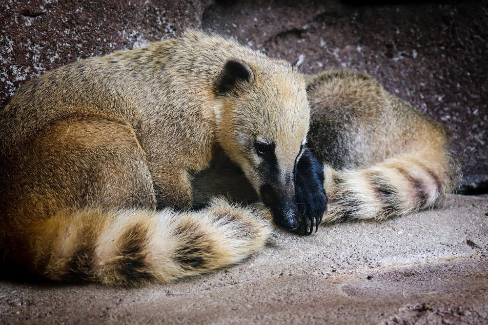 Coatimundi Coatimundi