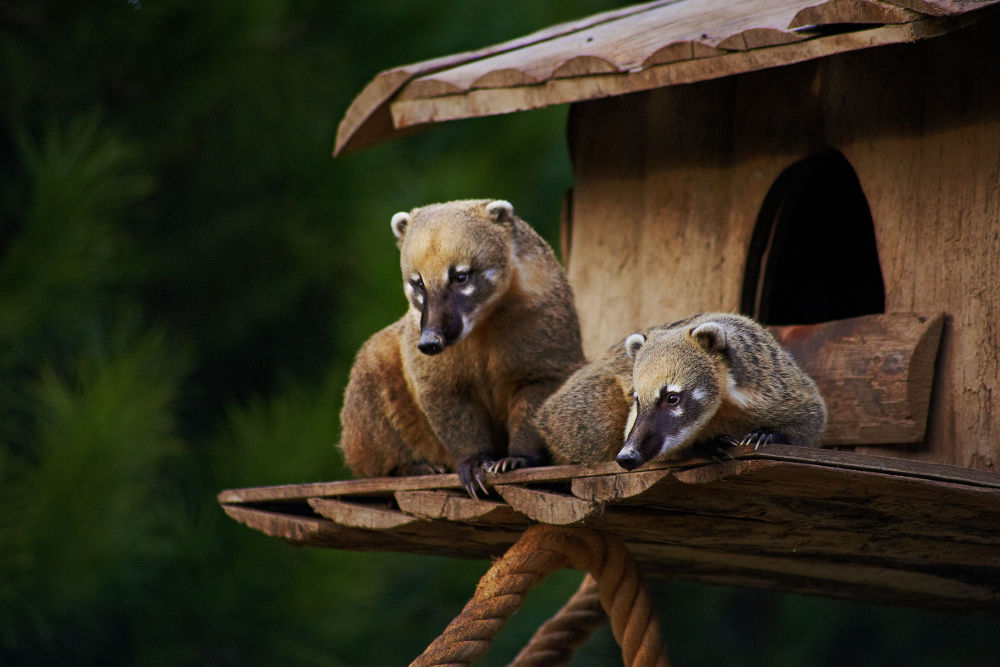 Coatimundi Legal Exotic Animals in Washington