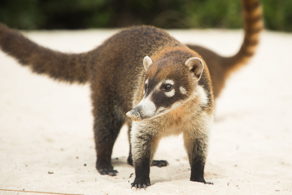 Coatimundi Legal Exotic Animals in Oregon