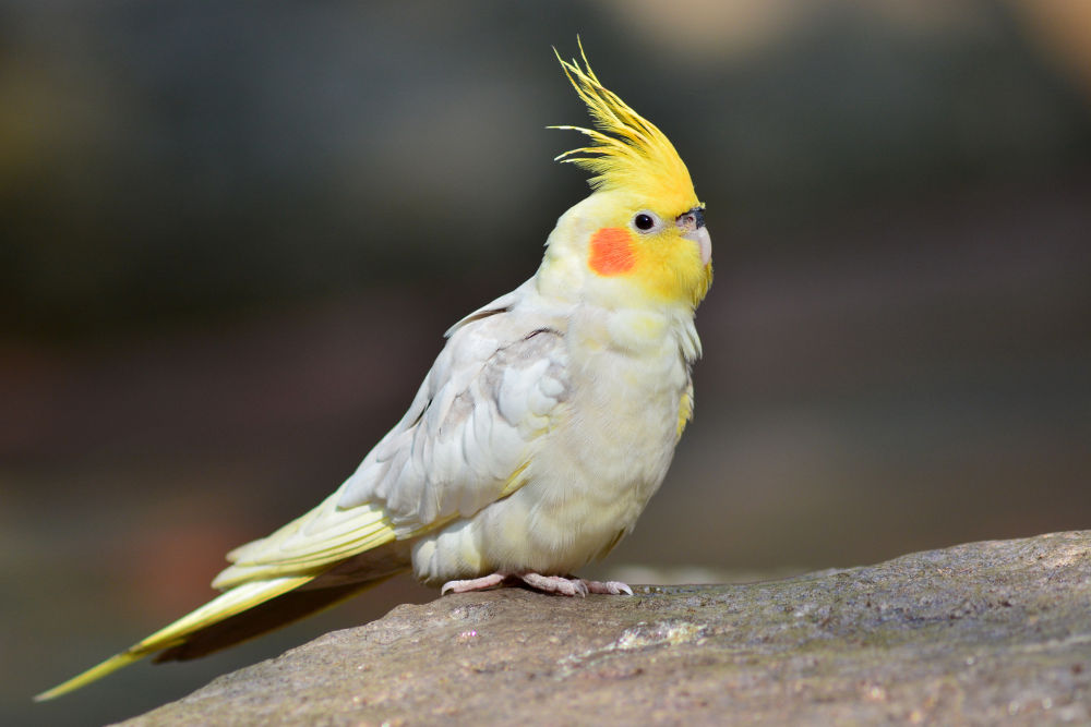 Cockatiel