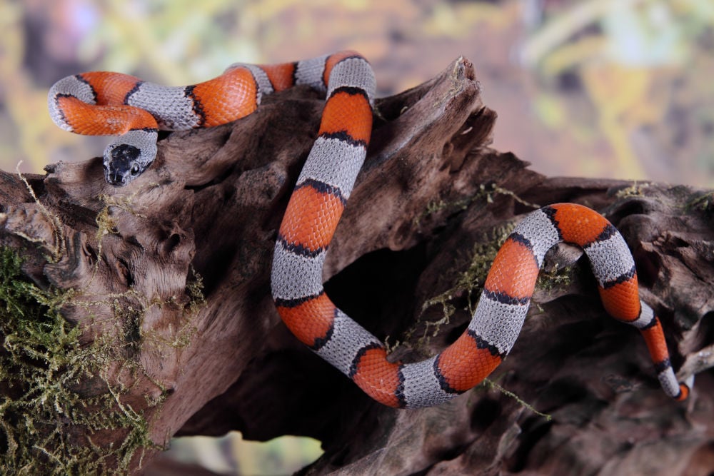 The coral snake