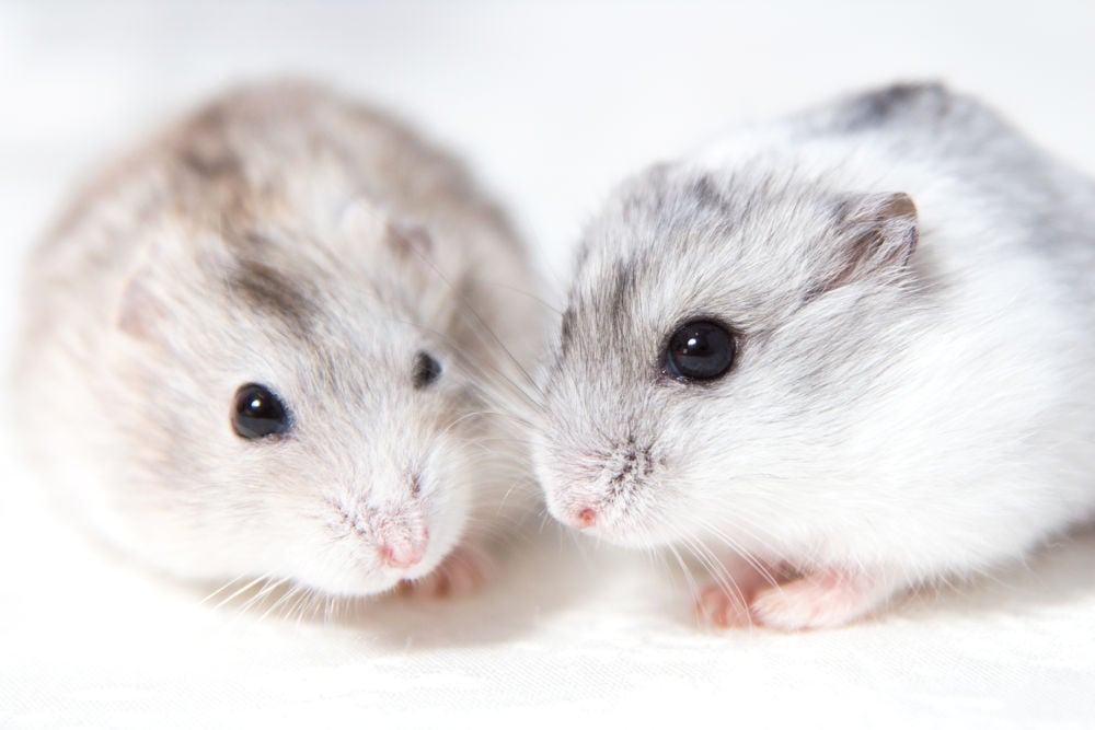 Dwarf hamsters Legal Exotic Animals in Oregon