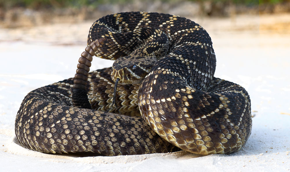 The eastern diamondback rattlesnake