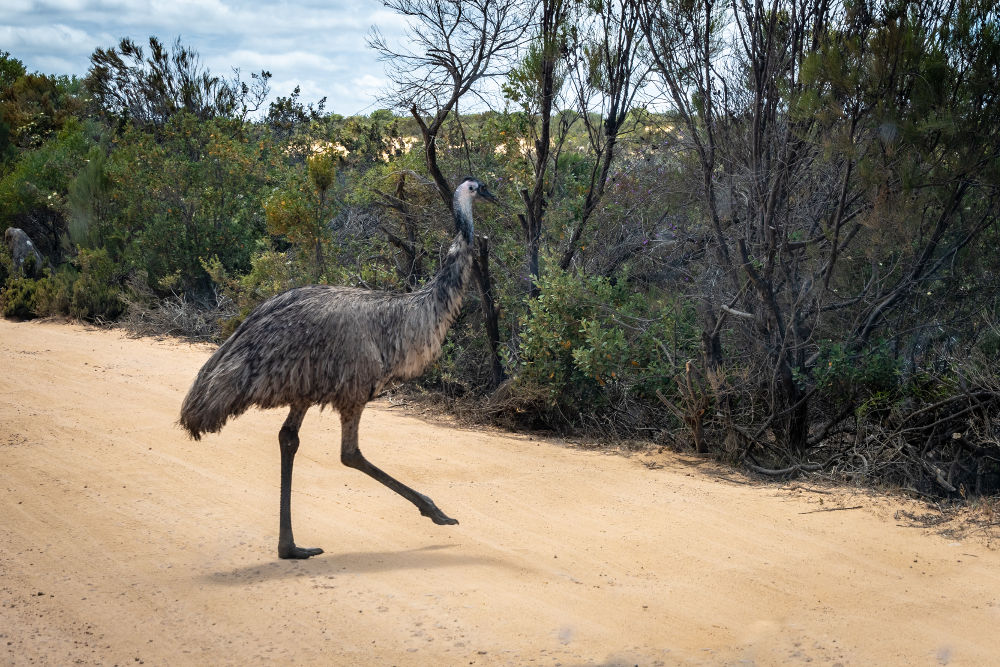 Emu Legal Exotic Animals in Washington