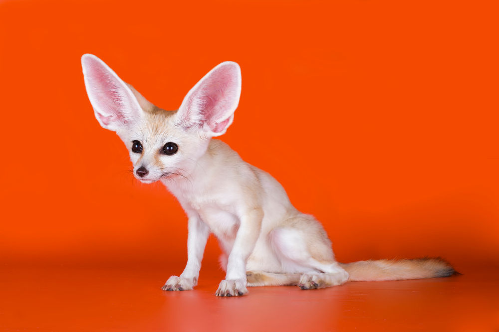 Fennec Fox