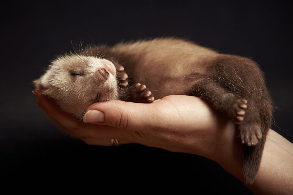 Ferrets Legal Exotic Animals in Washington